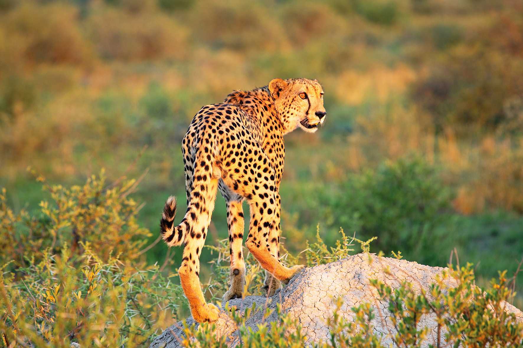 The Cheetah of Madikwe Game Reserve