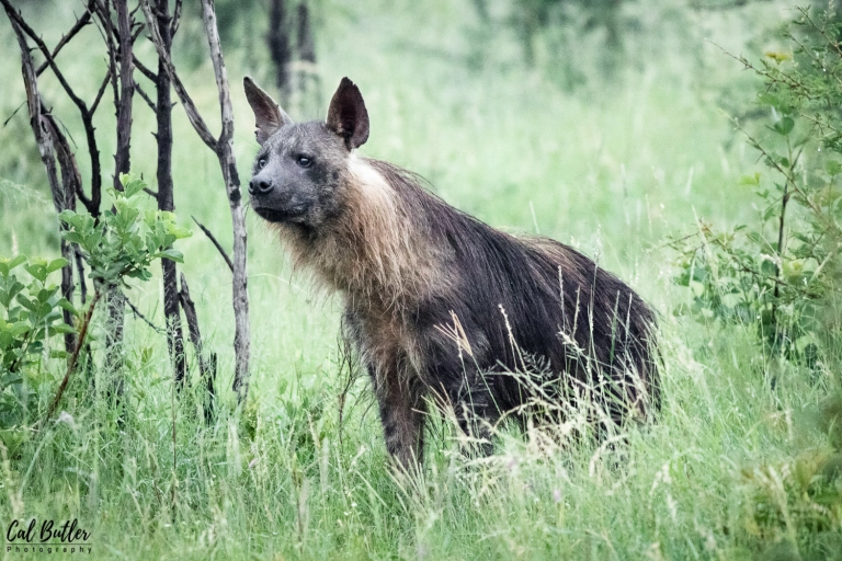 Scavenger Stories: The Brown Hyena