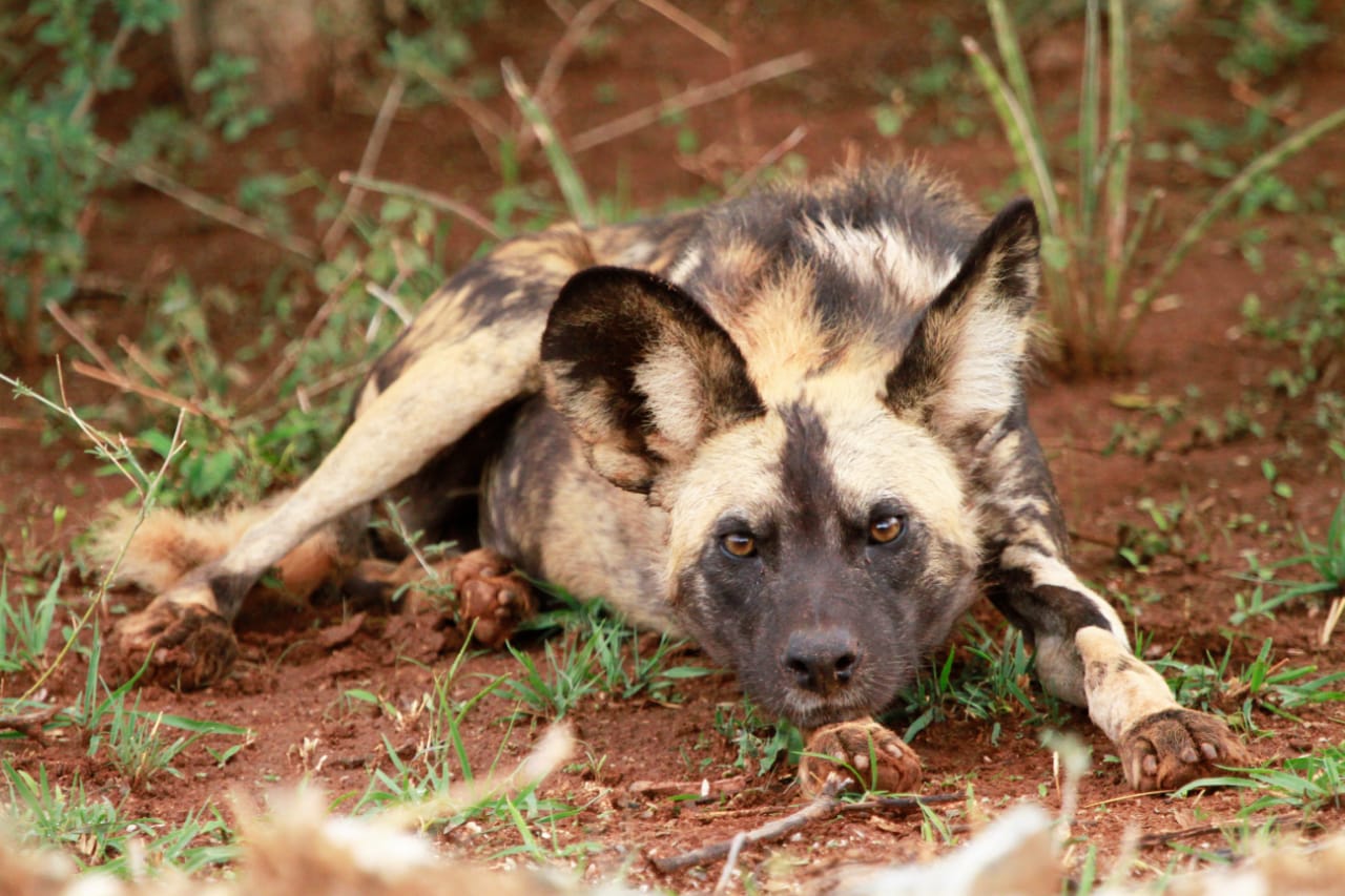 5 Fascinating African Wild Dog Dynamics