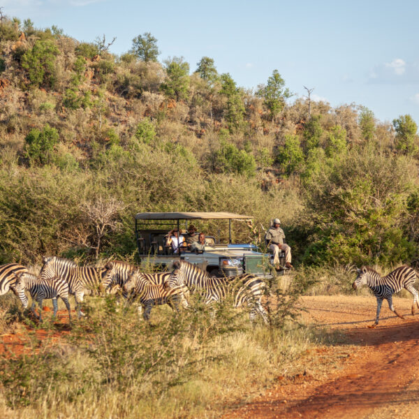 Safari vehicle during a winter game drive in Madikwe Game Reserve