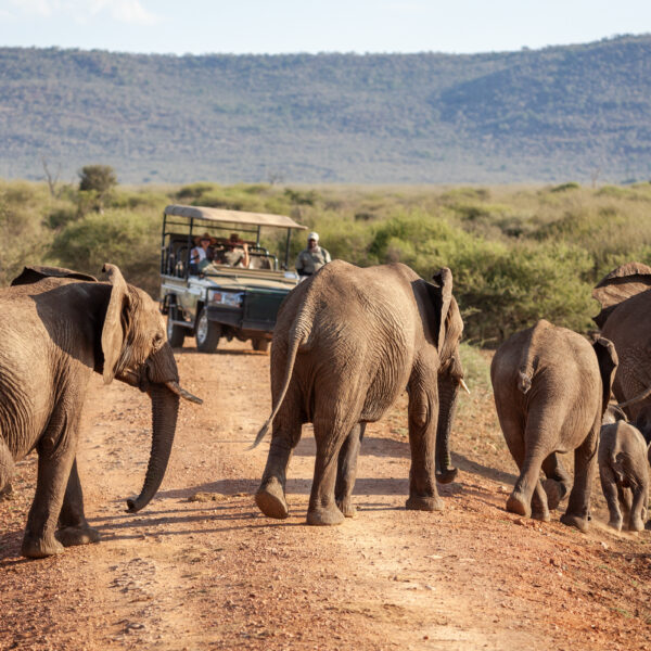 Safari vehicle departing for an early morning game drive at Madikwe Hills